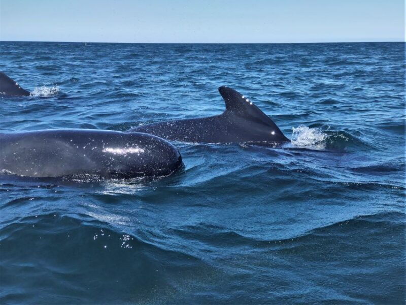 sesimbra-dolphin-watching-boat-tour-with-biologist-guide