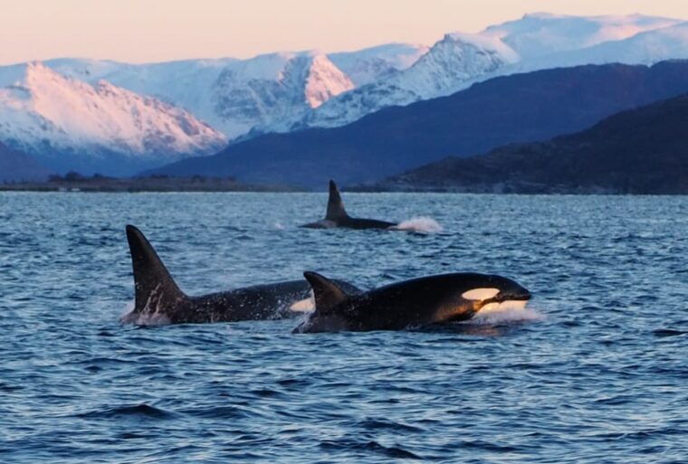 skjervoy-whale-and-orca-watching-tour-by-rib-boat