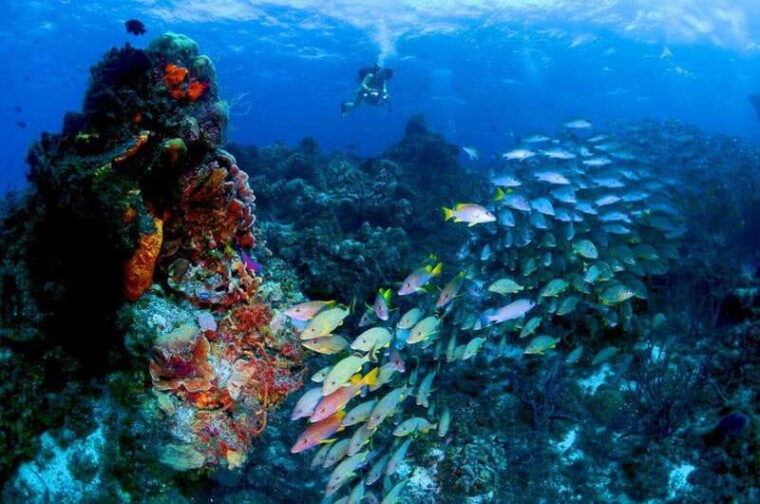 snorkeling-in-cozumel-waters-in-a-transparent-boat-beers