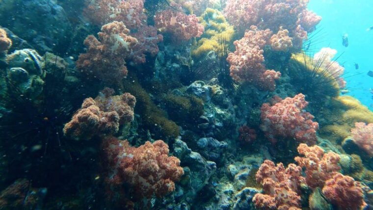 snorkeling-program-1-private-boat-lunch-included