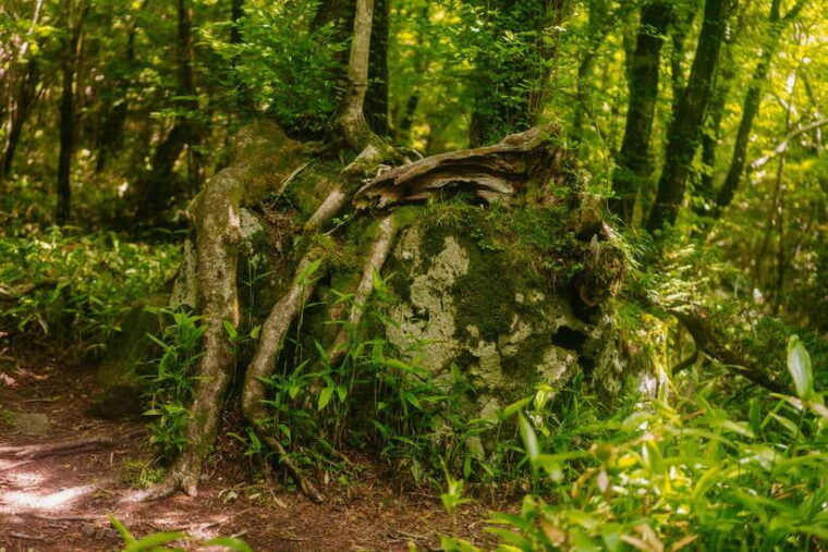 southern-jeju-healing-unesco-small-group-day-tour