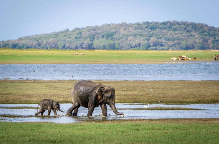 sri-lanka-4-day-tour-wildlife-and-beach