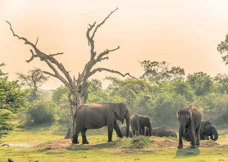 sri-lanka-5-day-private-country-side-tour-car-hotels-food