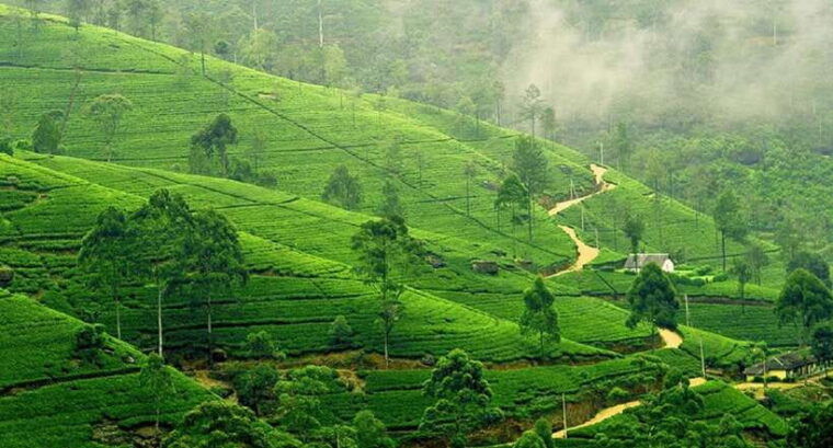 sri-lanka-5-day-private-guided-tour