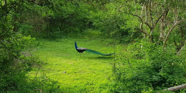 sri-lanka-nature-culture-history-and-wildlife-in-4-days