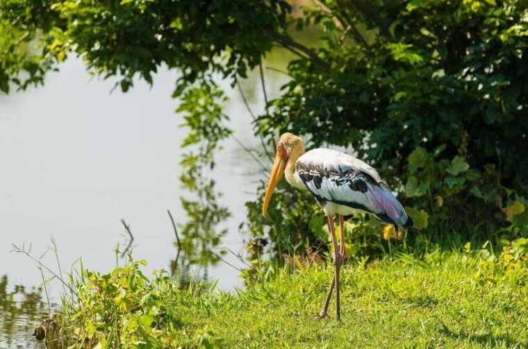 sri-lanka-sigiriya-dambulla-highlights-day-tour-and-safari