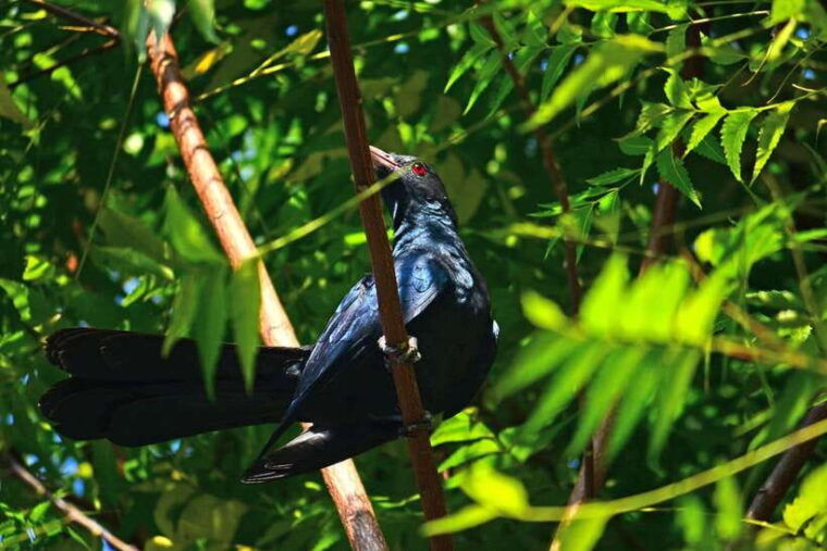 sri-lanka-sinharaja-rainforest-tour-from-colombo-bentota