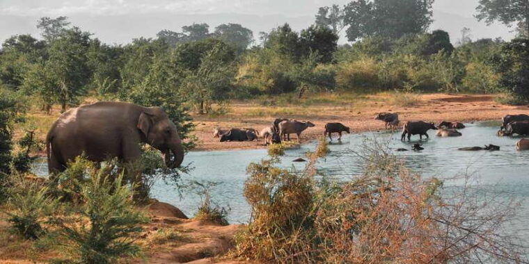 sri-lanka-yala-national-park-private-safari
