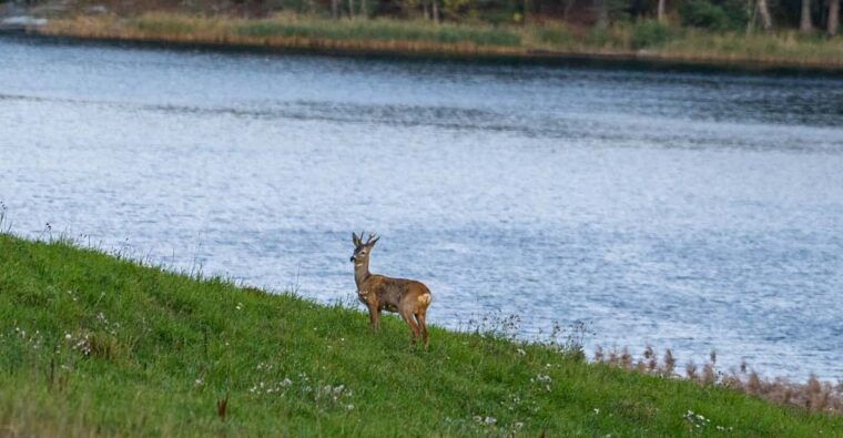 stockholm-wildlife-safari
