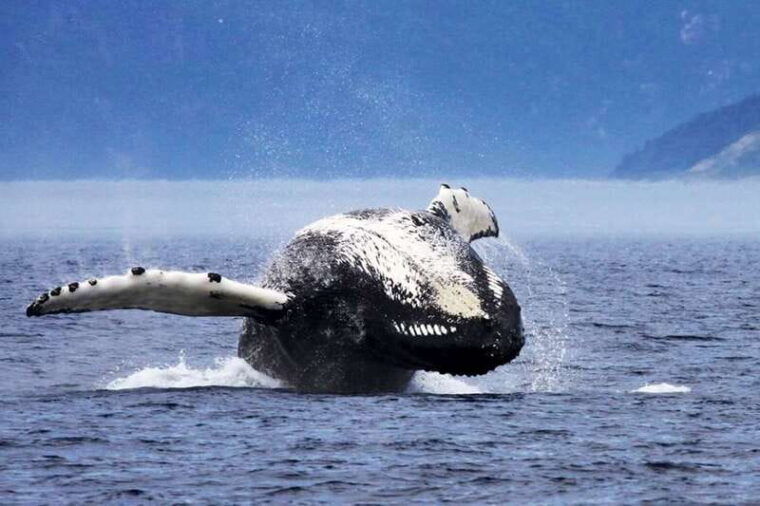 tadoussac-charlevoix-3-hour-whale-watching-boat-tour