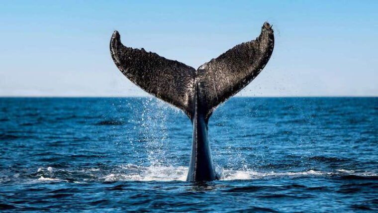 tadoussac-charlevoix-vip-lounge-upper-deck-whale-watching