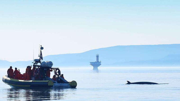 tadoussac-charlevoix-whale-watching-zodiac-tour