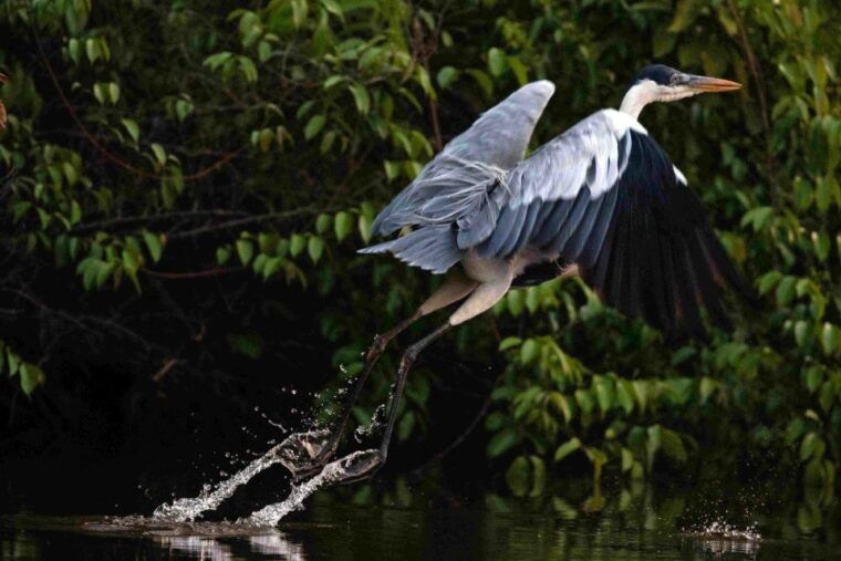 tambopata-lake-sandoval-canoeing-with-lunch