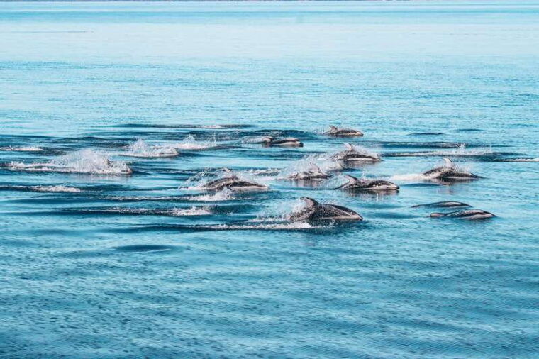 telegraph-cove-whale-watching-adventure-with-free-photos