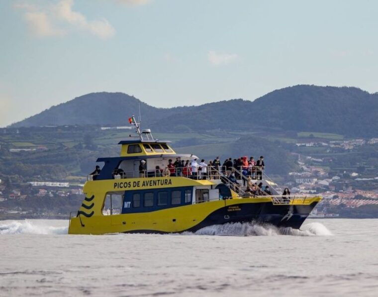 terceira-half-day-dolphin-and-whale-watching-tour