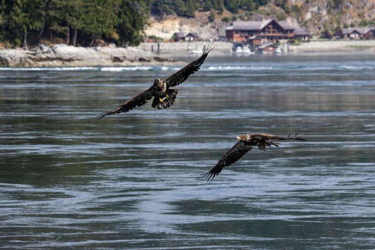 the-eagle-show-eagles-of-jimmy-judd