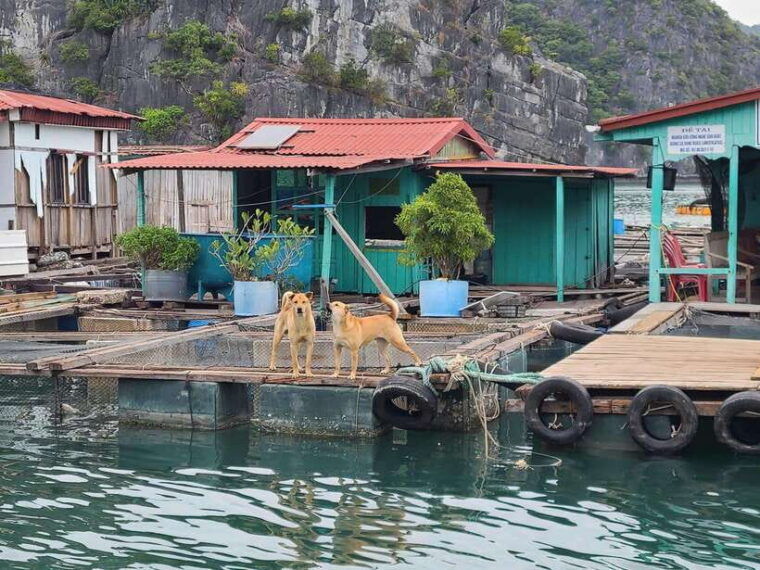 the-most-luxury-day-cruise-explore-the-beauty-of-lan-ha-bay