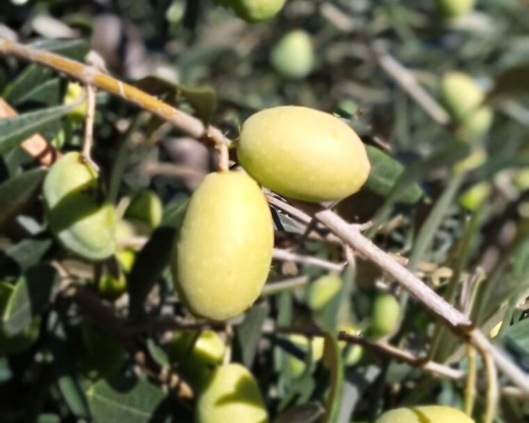 the-olive-oil-experience-lefkada-micro-farm-3
