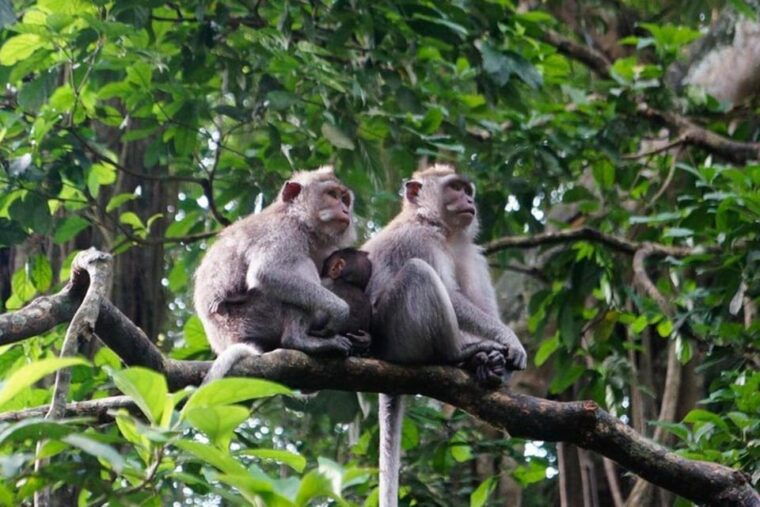 ubud-in-1-day-explore-the-charm-private-all-inclusive