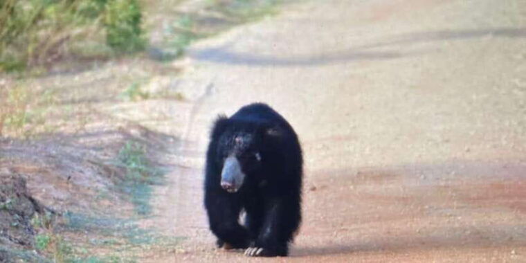 udawalawa-national-park-safari-elephant-transit-home-tour-3