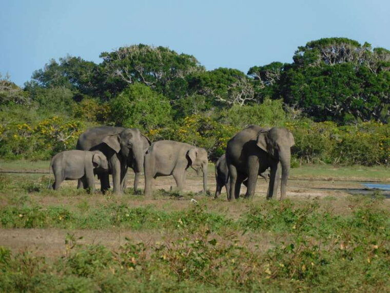 udawalawe-national-park-safari-tour-from-tissamaharama-yala