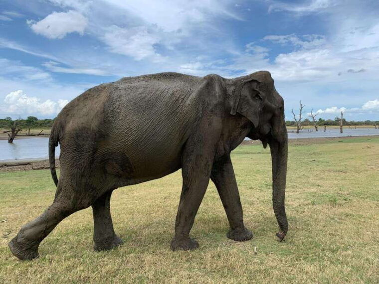 udawalawe-national-park-wildlife-safari-from-hambantota-port