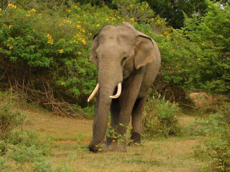 udawalawe-safari-tour-from-hambantota-portshore-excursion