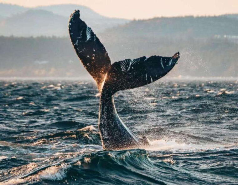 vancouver-covered-whale-watching-adventure-with-free-photos-2