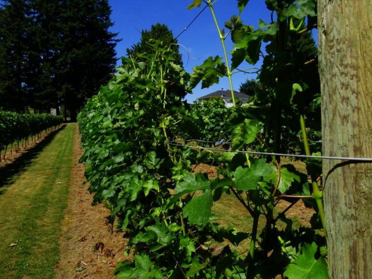 vancouver-full-day-city-tour-and-wine-tasting