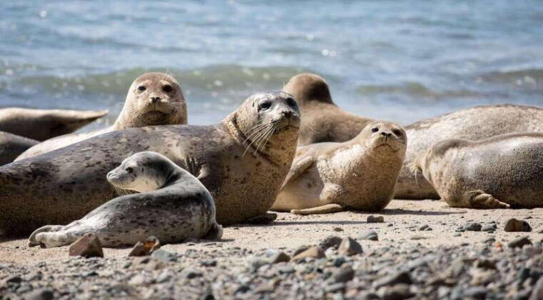 vancouver-snorkeling-seals-kayaking-scenic-boat-tour