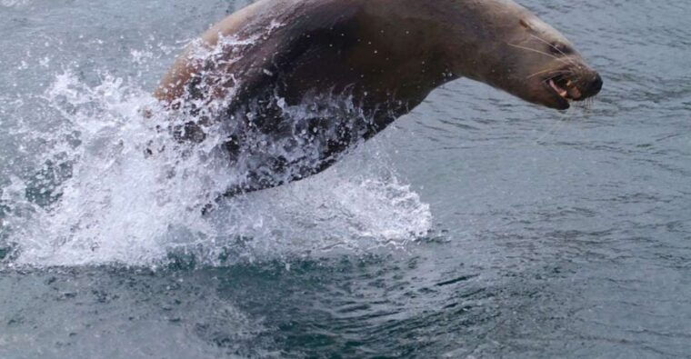 victoria-bc-marine-wildlife-whale-watch-tour