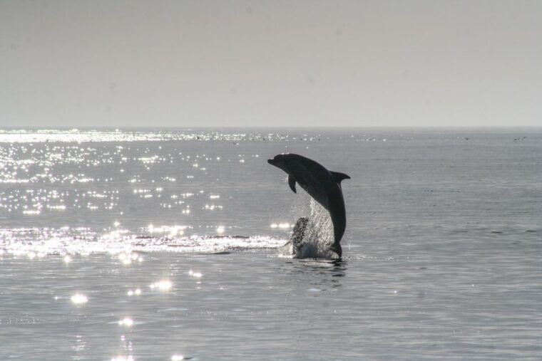 vrsar-dolphin-watching-boat-ride