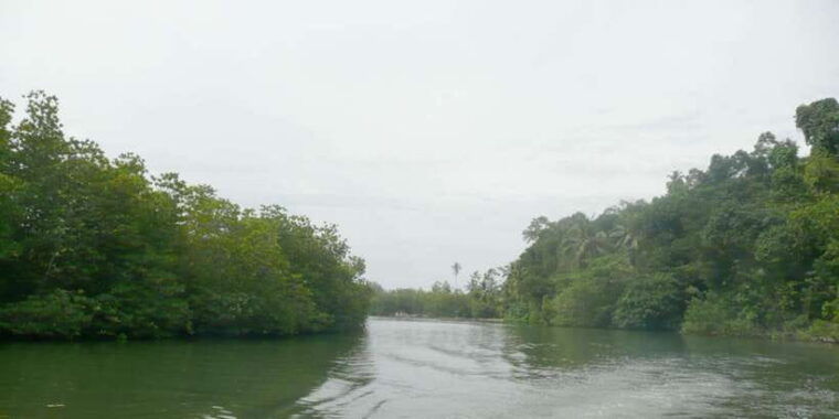 west-coast-beach-river-mangroves-lagoon-wildlife-boat-tour