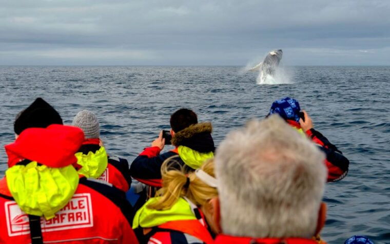 whale-watching-in-reykjavik-by-speedboat