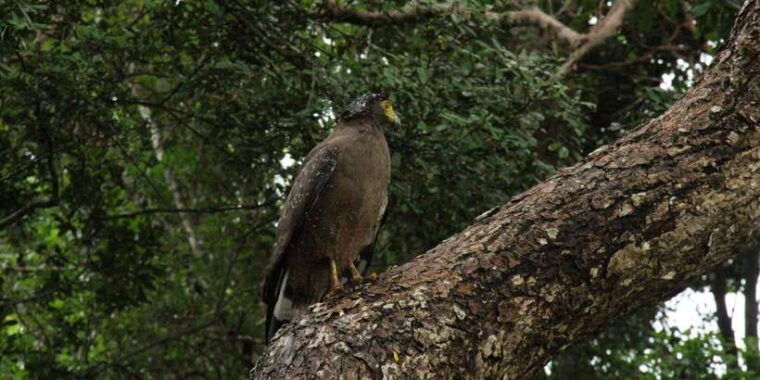 wilpattu-national-park-full-day-safari-0600am-1800pm