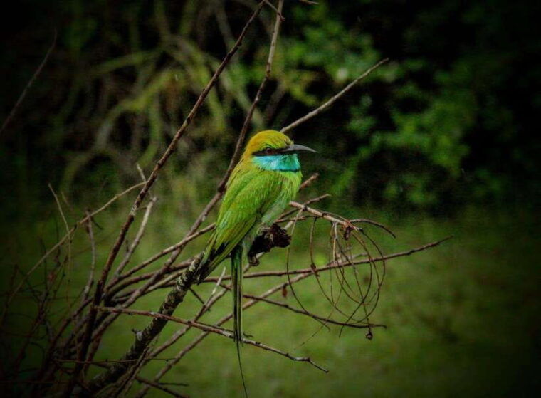 wilpattu-national-park-morning-or-afternoon-safari-2