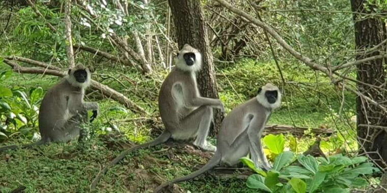 wilpattu-national-park-morning-or-afternoon-safari