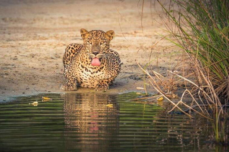 wilpattu-national-park-morning-or-evening-jeep-safari