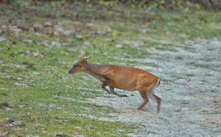 wilpattu-national-park-safari