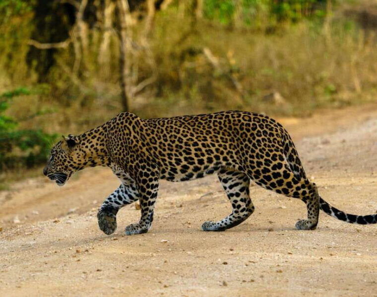 yala-national-park-7-hour-12-hour-leopard-safari-tours