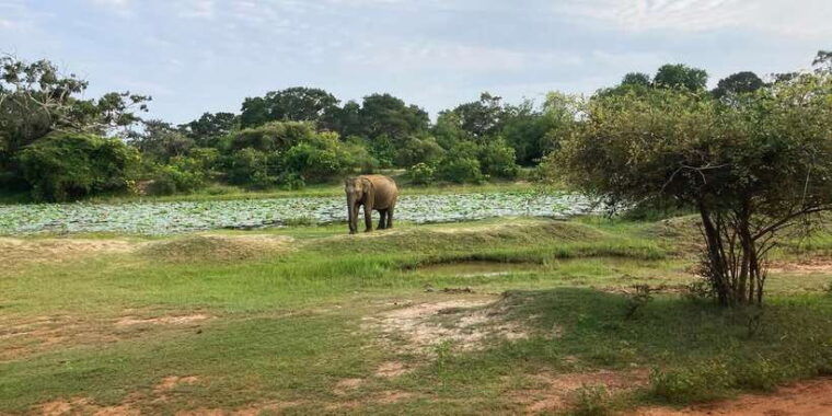 yala-national-park-full-day-safari-tour-from-colombo