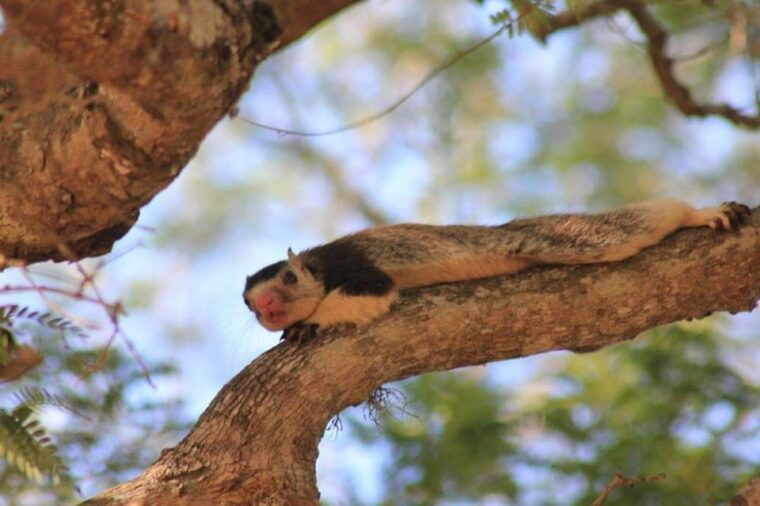 yala-national-park-full-day-wildlife-safari-with-lunch