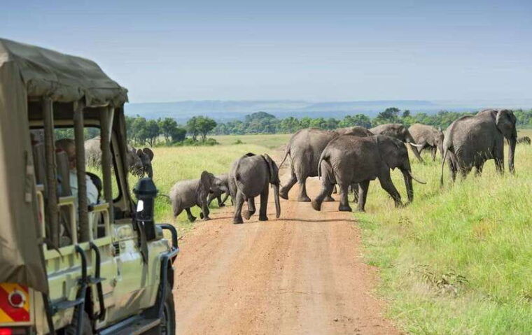 yala-national-park-half-day-or-full-day-safari-tours