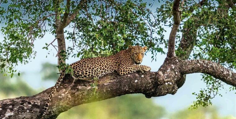 yala-national-park-leopard-safari-day-tour-from-colombo