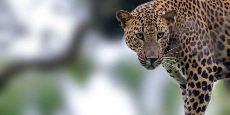 yala-national-park-morning-or-afternoon-golden-hour-safari