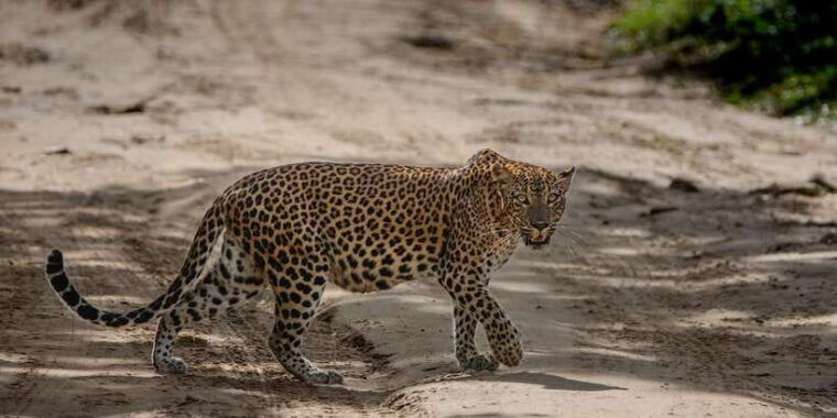 yala-national-park-private-full-day-safari-0400-1800