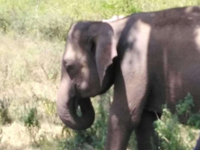 yala-national-park-safari-tour-from-colombo-galle