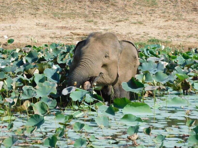 yala-national-park-safari-tours-7-hours-12-hours