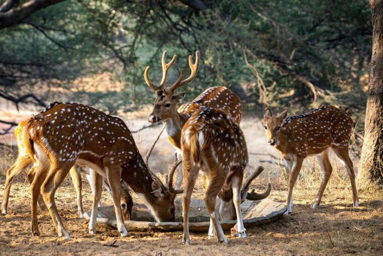 yala-national-park-safari-tours-half-day-full-day