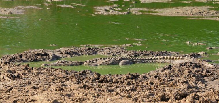 yala-national-park-wildlife-safari-from-bentota